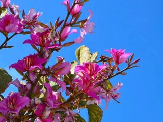 কাঞ্চনফুল ঔষধি গুণে পরিপূর্ণ