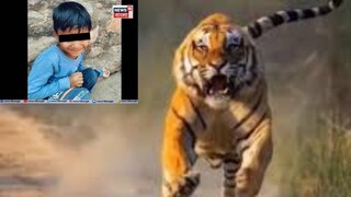 বাঘের ছবি প্রতীকী এবং শিশুর ছবির সূত্র সোশ্যাল মিডিয়া বাঘের ছবি প্রতীকী এবং শিশুর ছবির সূত্র সোশ্যাল মিডিয়া