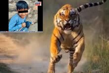 ঠাকুমার পাশ থেকে ছোট্ট নাতিকে টেনে নিয়ে গেল বাঘ! রয়ে গেল ছোট্ট জীবনের শেষ মুহূর্তের ছবি
