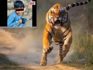 বাঘের ছবি প্রতীকী এবং শিশুর ছবির সূত্র সোশ্যাল মিডিয়া