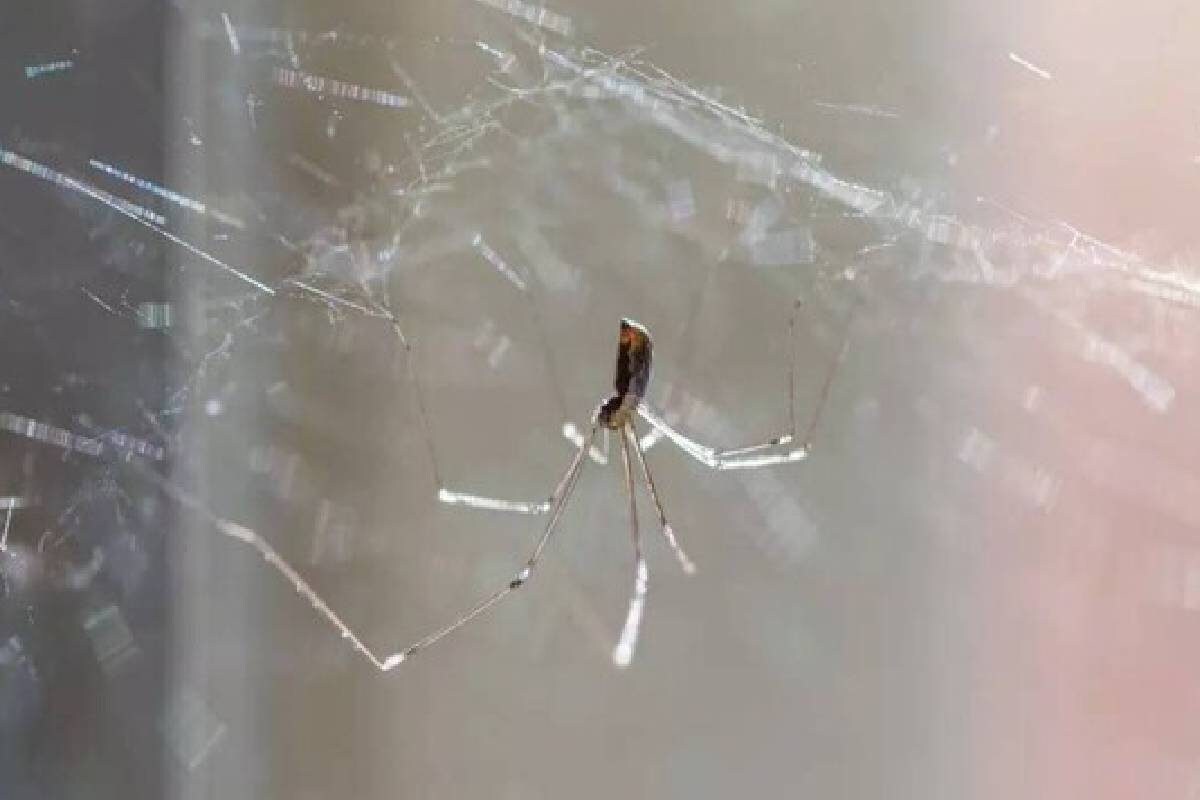 ঘরে থাকবে না একটাও মাকড়সা! জলের সঙ্গে মেশান শুধু জিনিস! আর চিন্তা থাকবে না