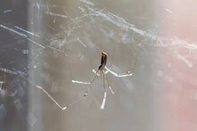 ঘরে থাকবে না একটাও মাকড়সা! জলের সঙ্গে মেশান শুধু জিনিস! আর চিন্তা থাকবে না