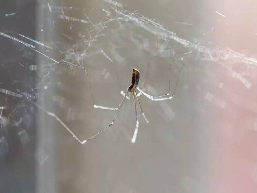 ইউক্যালিপটাস তেল ঘরে মাকড়সার জালের সমস্যা থেকে মুক্তি দেয়। একটি স্প্রে বোতলে ইউক্যালিপটাস ভরে রাখুন। বিভিন্ন স্থানে স্প্রে করে আপনি মাকড়সার জালের সমস্যা থেকে মুক্তি পেতে পারেন।