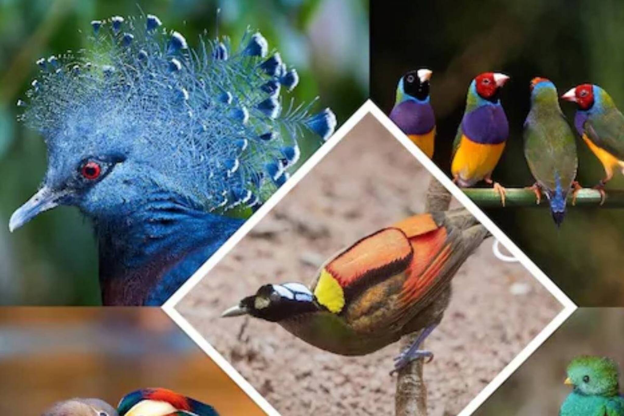 কোন ৪ পাখির ‘দুধ’ হয়? বাবারাও ছানাদের করায় ‘স্তন্যপান’! সঠিক উত্তর জানেন না ৯৯% জনই!