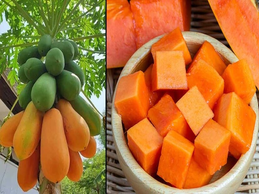 *রয়েছে সামাজিক সংস্কার! গর্ভাবস্থায় পেঁপে খাবার কি আদৌ উচিত! পরামর্শ চিকিৎসকের। পেঁপে হল অন্যতম সুস্বাদু ও পুষ্টিকর ফলগুলের মধ্যে একটি। এই ফল যা কাঁচা আবার পাকা দুই অবস্থাতেই খাওয়া যায়। পাশাপাশি এটি রান্না করেও খাওয়া হয়। কিন্তু জনপ্রিয় এই ফল গর্ভবতী মহিলা খেতে পারবে কিনা তা নিয়ে অনেকেই বুঝে উঠতে পারেন না। সংগৃহীত ছবি। 