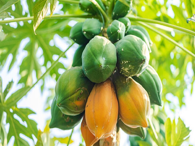 *এই সময় গর্ভাবস্থায় ফল হিসাবে পেঁপে খাওয়া যাবে কি যাবে না তা নিয়ে অনেকে বিভিন্ন প্রশ্নের সম্মুখীন হন। তবে আদৌ খাওয়া যাবে কিনা সেই বিষয়ে পরামর্শ দিলেন বসিরহাট স্বাস্থ্য জেলার উপমুখ্য শাস্ত্র আধিকারিক, চিকিৎসক শ্যামল কুমার বিশ্বাস। সংগৃহীত ছবি।