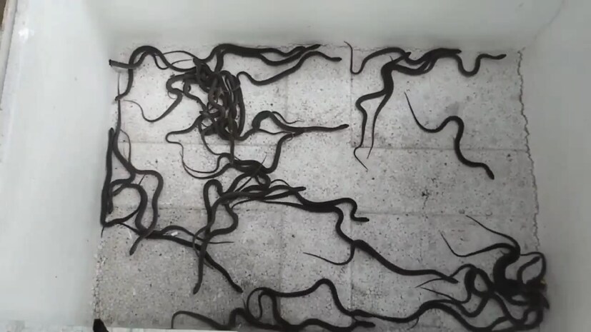 ওই যুবক সজীব উদ্ধার করা সাপগুলিকে কৌটোয় ভরে মেমারির নদীপুরের বন দপ্তরের অফিসে নিয়ে যান। তিনি জানান, তাঁর সাপ ধরার অভ্যাস আছে। বাজার থেকে বাড়ি যাবার সময় উদয়পল্লী পশ্চিমপাড়ায় হৈচৈ শুনে দাঁড়িয়ে পড়েন। তারপর স্থানীয়দের সহায়তায় সাপগুলিকে বন দফতরের অফিসে পৌঁছে দেন তিনি। বন দফতর সূত্রে জানা গিয়েছে, একটি সাপ ছাড়া বাকিগুলি বাচ্চা। এগুলি ঘরচিতি নামেই পরিচিত। 