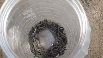 ঘরের সামনে কিলবিল করছে সাপ! একটা-দুটো নয়, একচল্লিশটা! দেখেই ঘুম উড়ে গেল বাসিন্দাদের ঘরের সামনে কিলবিল করছে সাপ! একটা-দুটো নয়, একচল্লিশটা! দেখেই ঘুম উড়ে গেল বাসিন্দাদের