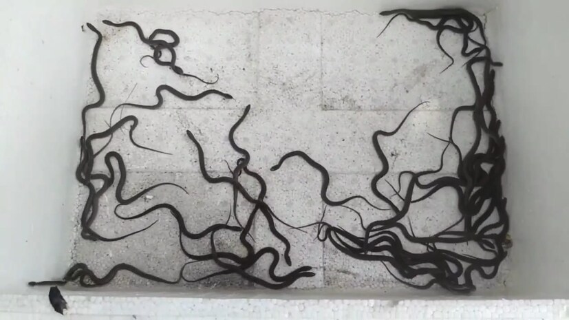 মাটি খুঁড়ে একটি একটি করে সাপ বের করেন এবং সেগুলিকে কৌটো বন্দি করেন। সব সাপ উদ্ধার হলে হাঁফ ছেড়ে বাঁচেন এলাকার বাসিন্দারা। এরপর সাপগুলি বন দফতরের হাতে তুলে দেওয়া হয়।