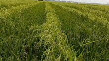 একই জমিতে দুই ধরনের ধানের সঙ্করায়ন, তাক লাগাচ্ছেন বর্ধমানের কৃষক, মুনাফা বেড়েছে বিশাল