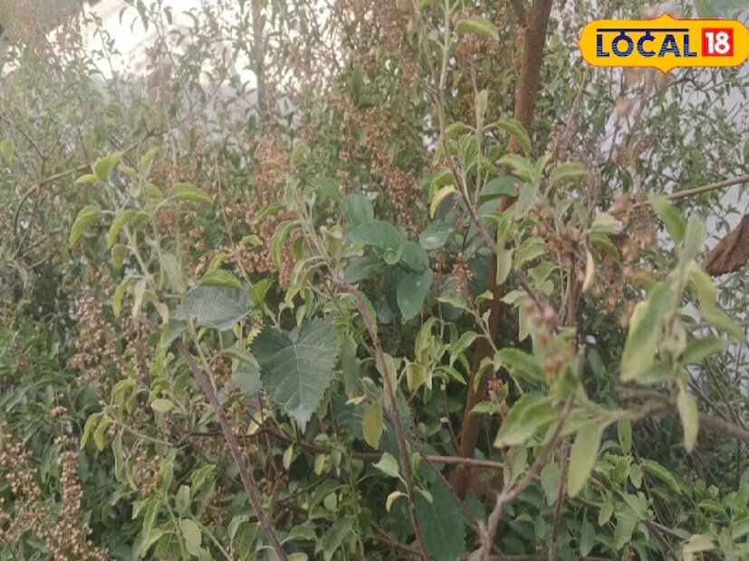 কলকাতা: হিন্দু ধর্মে তুলসীকে পূজনীয় বলে মনে করা হয়। তুলসীর অনেক উপকারিতা আছে, যেমন এর কুঁড়ি মানবদেহের জন্য উপকারি। যদি নিয়মিত তুলসী মঞ্জরি খাওয়া হয়, তাহলে শরীরের একাধিক উপকার হয়৷  তুলসী মঞ্জরির উপকারিতা অসংখ্য৷
