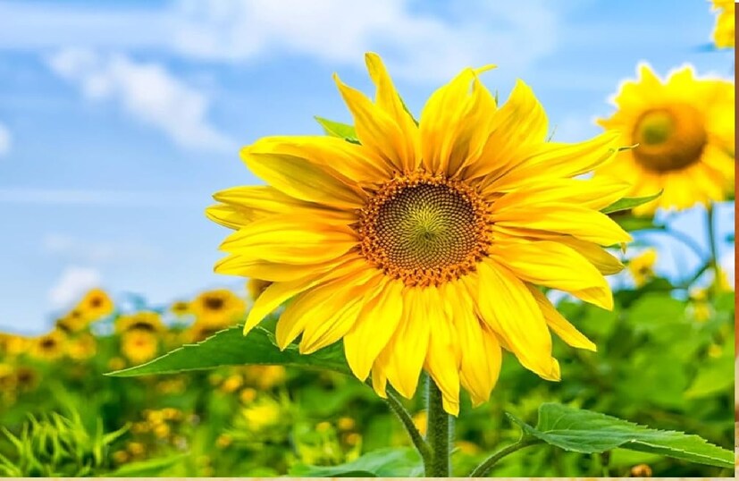 হলুদ-- যাঁদের প্রিয় রং হলুদ, তাঁরা সাধারণত খুব রসিক স্বভাবের হন, মাথায় দারুন সব আইডিয়া কিলবিল করে, মজা করতে ভালবাসেন। 