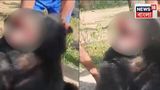 ভয়ঙ্কর ঘটনা, নখ উপড়ে, লাঠি দিয়ে পিটিয়ে হত্যা করা হল ভাল্লুককে! দাঁড়িয়ে দাঁড়িয়ে মজা দেখল গ্রামবাসীরা...ছবি - এক্স/X