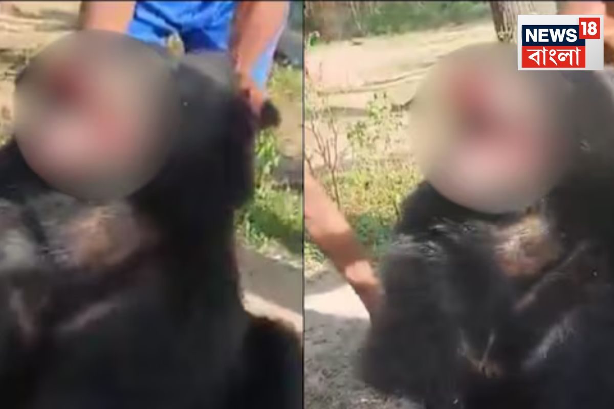 Chhattisgarh Bear Torture: ভয়ঙ্কর ঘটনা, নখ উপড়ে, লাঠি দিয়ে পিটিয়ে হত্যা করা হল ভাল্লুককে! দাঁড়িয়ে দাঁড়িয়ে মজা দেখল গ্রামবাসীরা…Chhattisgarh Bear Torture: Chhattisgarh Bears Claws Pulled Beaten to Death Investigation by Forest Department started animal cruelty