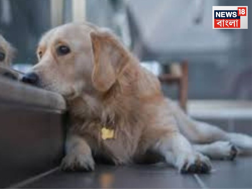 আপনি যদি নতুন করে একটি ফার-বেবি (pet dog) আপনার জীবনে আনতে চান এবং গোল্ডেন রিট্রিভার ও ল্যাব্রাডর—এই দুই জনপ্রিয় জাতের মধ্যে কোনো একটি বেছে নিতে চান, তাহলে এই তুলনামূলক বিশ্লেষণ আপনার জন্য আদর্শ।