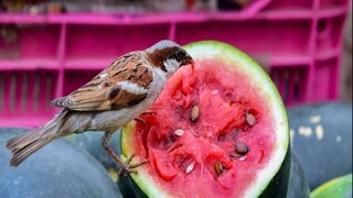 লাল মানেই কি আসল তরমুজ? ছবি- পিটিআই লাল মানেই কি আসল তরমুজ? ছবি- পিটিআই