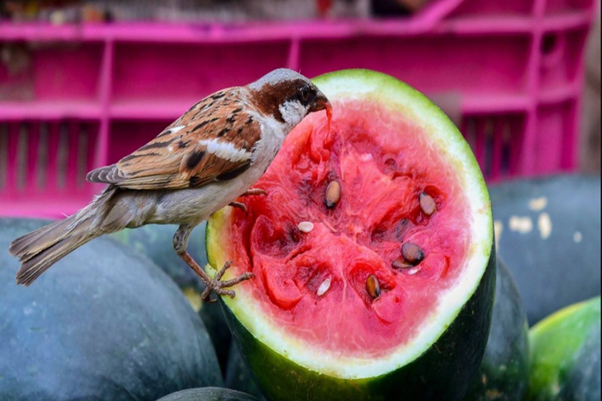 সত্যিই লাল নাকি রং মেশানো, কীভাবে চিনবেন খাঁটি তরমুজ? সহজ উপায় বলে দিলেন সরকারি কর্তারাই