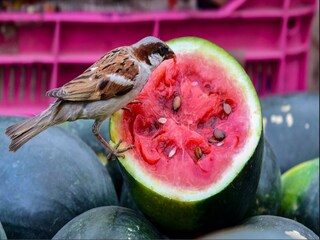 লাল মানেই কি আসল তরমুজ? ছবি- পিটিআই