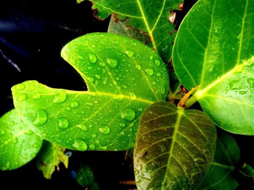 উত্তরবঙ্গের দুই দিনাজপুর ও মালদা জেলায় তাপমাত্রার পারদ বাড়ছে। অস্বস্তি বাড়বে এই তিন জেলায়। হাওয়া অফিসের রিপোর্টে জানা যায় চলতে সপ্তাহের শেষে দক্ষিণবঙ্গের পশ্চিমের জেলাগুলিতে বৃষ্টির সম্ভাবনা রয়েছে।