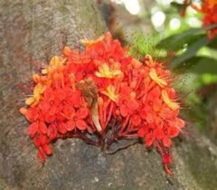 মুগকলাই, দই, অশোকফুলের ৬ টি কুঁড়ি, কাঁঠালিকলা অশোকষষ্ঠী পুজোর মূল উপকরণ। বাড়িতে বা মন্দিরে দু’ জায়গাতেই করা যায় এই পুজো।
