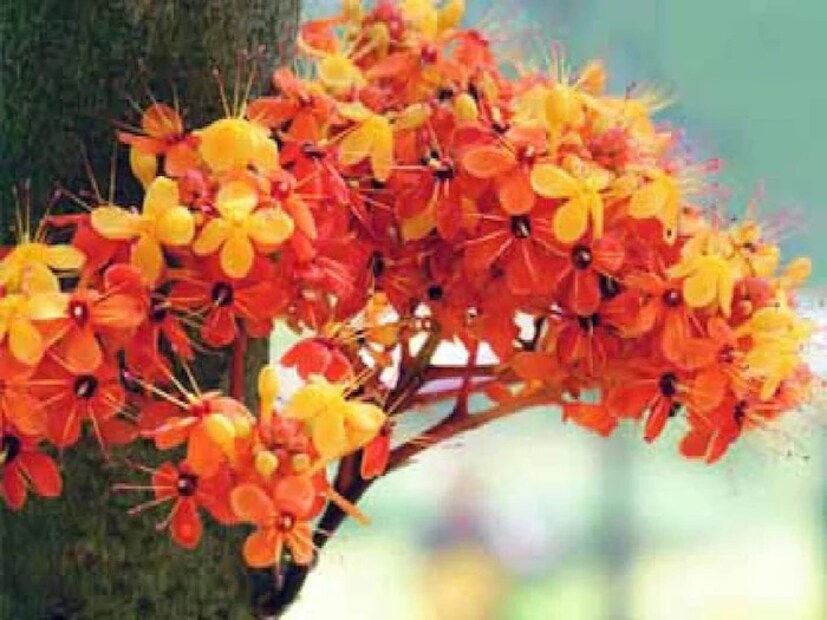 অশোক ষষ্ঠীর পুজো হয়ে গেলে সাবুমাখা, সাবুর খিচুড়ি, দুধ ফলমূল, সুজি, ফলারের মতো খাবার খেতে পারেন৷ 