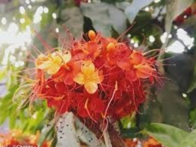 ব্রতীরা ব্রতপালনের আগের দিন নিরামিষ আহার গ্রহণ করুন৷ এর পর ব্রতের দিন বা অশোক ষষ্ঠী তিথিতে সাত্বিক আহার গ্রহণ করুন৷ সেদিন অন্ন গ্রহণ করবেন না৷ কোনও সেঁকা বা পোড়া খাবারও খাবেন না৷ 