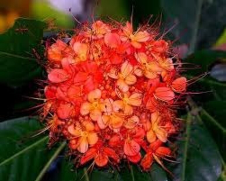 বৃহস্পতিবার চৈত্র নবরাত্রিতে বা বাসন্তীপুজোর ষষ্ঠীতে রাত ৯.৪১ পর্যন্ত থাকছে ষষ্ঠী তিথি৷ অর্থাৎ অশোক ষষ্ঠীর পুজো দেওয়ার জন্য লম্বা সময় পাবেন ব্রতীরা৷ বলছেন জ্যোতিষ বিশারদ চক্রপাণি ভাট।