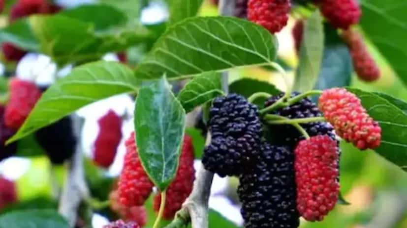 তুঁত-এর আকৃতি কিছুটা লম্বাটে। এর স্বাদ মিষ্টি এবং টকের এক মনোরম মিশ্রণ। দেখতে সাধারণ হওয়া সত্ত্বেও, তুঁত ফলের মধ্যে অসংখ্য স্বাস্থ্য উপকারিতা রয়েছে। রায়বেরেলি জেলার শিবগড় সরকারি আয়ুষ হাসপাতাল-এর চিকিৎসক স্মিতা শ্রীবাস্তব উল্লেখ করেছেন যে তুঁতের বৈজ্ঞানিক নাম মোরাস আলবা।