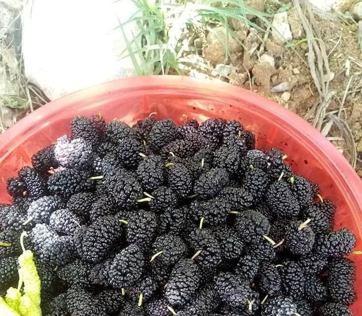 যাদের চুল অকালে পেকে যায়, তাদের জন্য তুঁতফলের রস সুপারিশ করা হয়। কিছু ব্যক্তি অল্প বয়সেই বৃদ্ধ দেখাতে শুরু করেন এবং তাদের জন্য তুঁত একটি প্রাকৃতিক প্রতিকার হিসেবে কাজ করে। এই ফলের বার্ধক্য রোধকারী বৈশিষ্ট্য রয়েছে যা বলিরেখা এবং ত্বকের অন্যান্য বার্ধক্যজনিত লক্ষণ প্রতিরোধে উপকারী৷