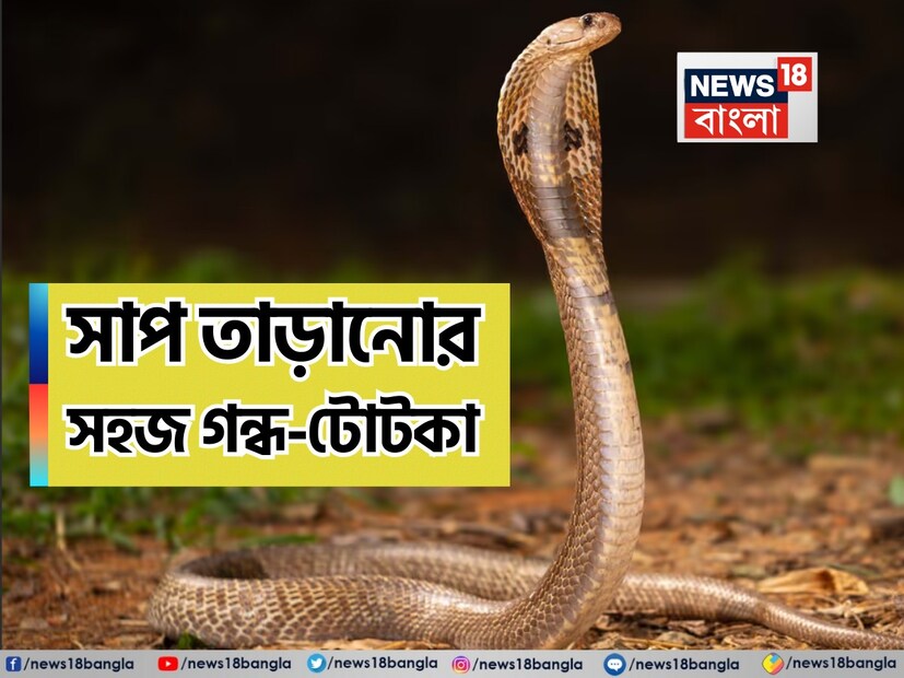 গ্রীষ্মকাল যতই ঘনিয়ে আসছে ততই বাড়ছে সাপের উপদ্রব। এটি পরিস্থিতিকে জটিল করে তোলে। আপনি যদি চান যে আপনার ঘরে বা আঙিনায় সাপ না আসে এবং কোনও অপ্রীতিকর ঘটনা না ঘটে, তাহলে তা নিয়ে চিন্তা করার দরকার নেই। আপনি খুব কার্যকর এবং সহজ ঘরোয়া প্রতিকার গ্রহণ করতে পারেন।