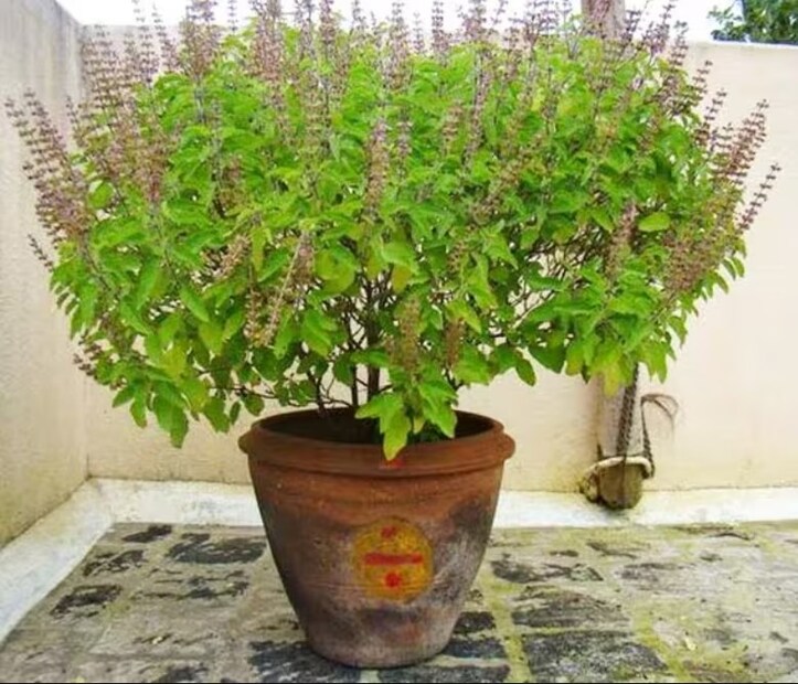 বৈশাখে তুলসিগাছের সেবা করলে ভগবান শ্রী হরির আশীর্বাদ পাওয়া যায়৷ মা লক্ষ্মী অচঞ্চলা হয়ে অধিষ্ঠান করেন সংসারে৷ তার জন্য চৈত্র সংক্রান্তিতে সাত্ত্বিক আহার করে তুলসিগাছে ঝারা বাঁধুন৷ স্নান করে শুদ্ধ বসনে গৃহিণীরা এই নিয়ম পালন করেন নিষ্ঠা ভরে৷