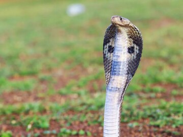 এর তীক্ষ্ণ ঝাঁঝালো গন্ধে শত হস্ত দূর হটে সাপ, এই গাছ বাড়িতে রাখলেই আপনি 'টেনসন ফ্রি'
