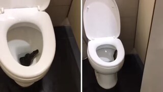 কমোডের ভিতর লুকিয়ে বসে নেই তো বিষধর সাপ? Representative Image, News 18