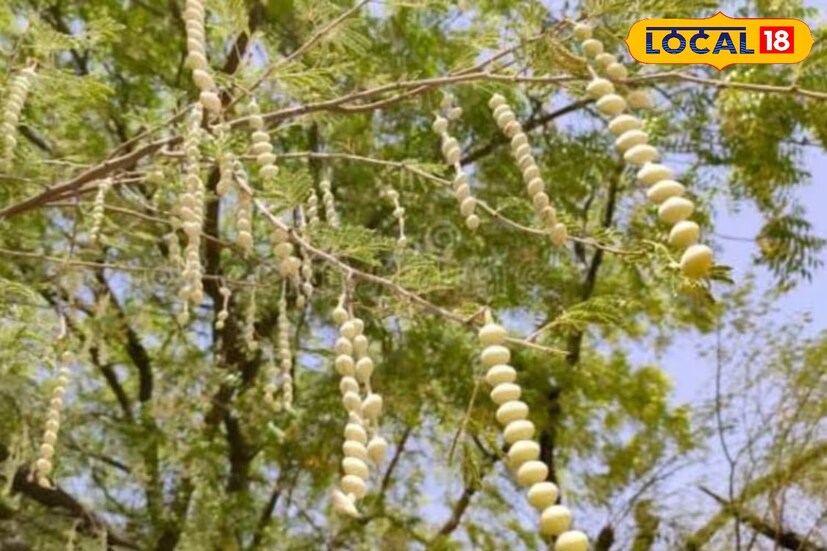 আয়ুর্বেদচার্য ডঃ বীরেন্দ্র কুমার শাস্ত্রী বলেন, বাবলা শুঁটির ক্বাথ তৈরি করে তা দিয়ে কুলি করলে গলা ব্যথা থেকে মুক্তি পাওয়া যায়, এর পাশাপাশি এটি শুষ্ক কাশিও থেকে মুক্তি দেয়। এটি ব্যবহার করে অনেক ধরণের আয়ুর্বেদিক ওষুধও তৈরি করা হয়। এই সবজিটি গ্রীষ্মকালে পাওয়া যায়।