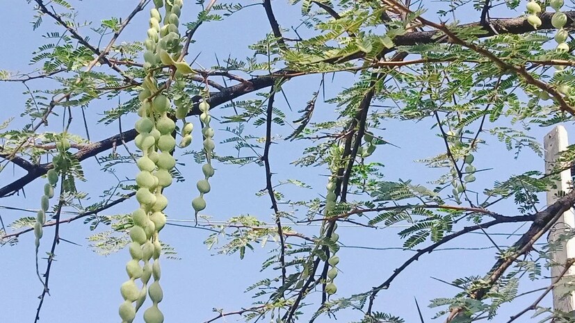 একই সঙ্গে এটি মূত্রনালীর ব্যাধিতেও ব্যবহৃত হয়। বাবুলের শুঁটি প্রস্রাবের ব্যাধি, জ্বালাপোড়া এবং সংক্রমণ কমাতে সাহায্য করে। আয়ুর্বেদচার্য ডঃ বীরেন্দ্র কুমার শাস্ত্রী বলেন, এই শিম যৌন স্বাস্থ্যের ক্ষেত্রেও সহায়ক। পুরুষত্বহীনতার মতো সমস্যায় বাবুলের শুঁটির গুঁড়ো উপকারী বলে মনে করা হয়।