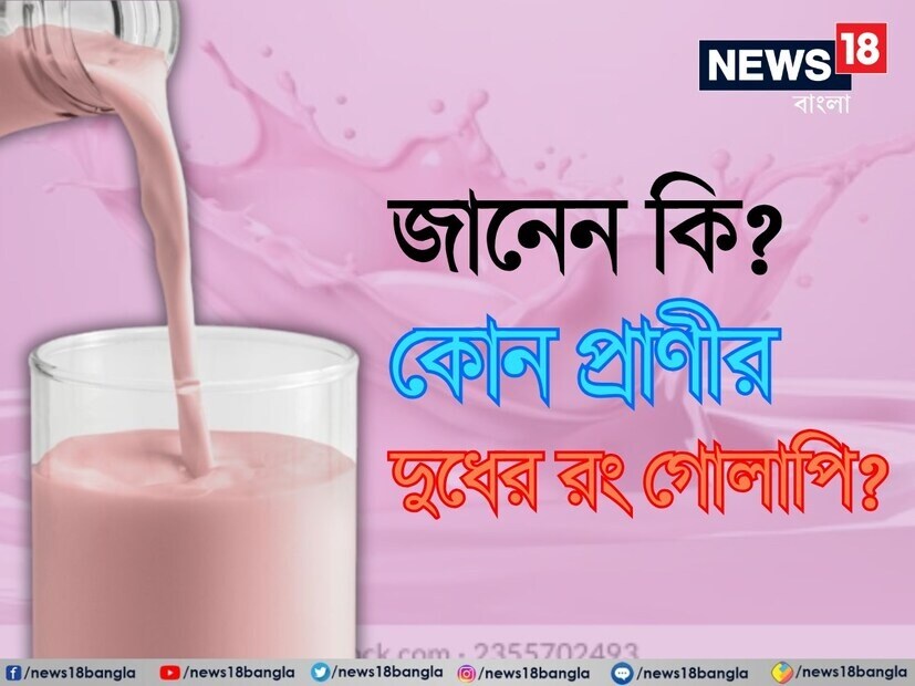 গোলাপি দুধ উৎপাদন করা একমাত্র প্রাণী হল জলহস্তী। এটি দুটি রঙ্গক, হিপ্পোসুডোরিক অ্যাসিড এবং নরহিপ্পোসুডোরিক অ্যাসিডের উপস্থিতির কারণে হয়। যা জলহস্তীর ত্বক থেকে নিঃসৃত হয়।