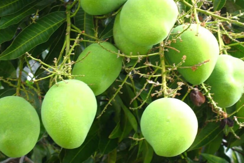 যাঁরা ওবেসিটির শিকার, তাঁদেরও আগে চিকিৎসক বা পুষ্টিবিদের পরামর্শ নেওয়া বাঞ্ছনীয়৷ সেই নির্দেশ মেনে আম ডায়েটে রাখলে ওজন বেড়ে যাওয়ার আশঙ্কা থাকবে না৷