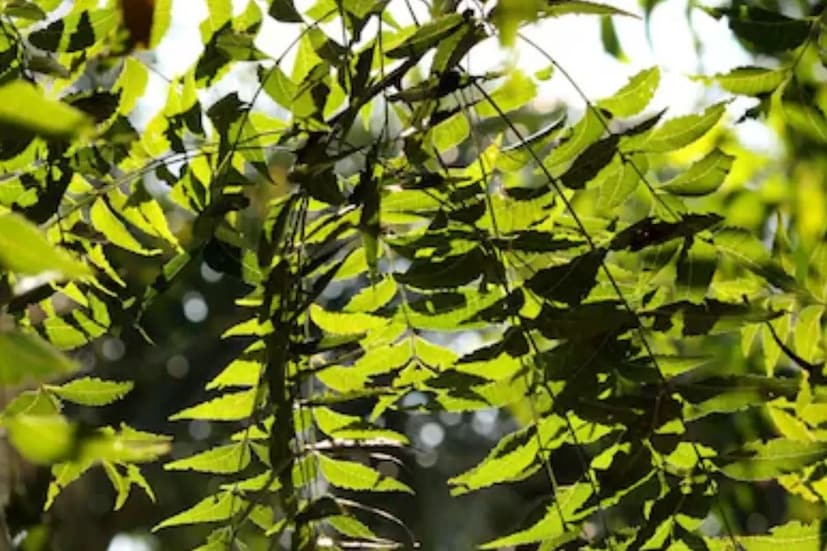 Tree Cultivation: চার বছরে ৪০ লক্ষ টাকা রোজগার! এই গাছ চাষ করলেই কৃষকের ভাগ্য খুলবে, ‘আল্লাদিনের প্রদীপ’ হয়ে উঠছে এই গাছ… Tree Cultivation: চার বছরে ৪০ লক্ষ টাকা রোজগার! এই গাছ চাষ করলেই কৃষকের ভাগ্য খুলবে, ‘আল্লাদিনের প্রদীপ’ হয়ে উঠছে এই গাছ…