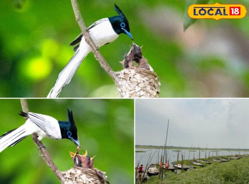 এখানে দেখতে পাবেন অস্প্রে (Osprey), রেড ক্রেস্টেড প্রচার্ড (Red-crested Pochard), কমন টিল (Common Teal), পিনটেইল ডাক (Pintail Duck), সন্ধ্যা বক (Night Heron), ছোট জলপিপি (Little Cormorant) সহ আরও অনেক পাখি। শুধু পরিযায়ী পাখিই নয়, এখানকার স্থানীয় জলচর পাখির সংখ্যাও উল্লেখযোগ্য। ( বনোয়ারীলাল চৌধুরী)
