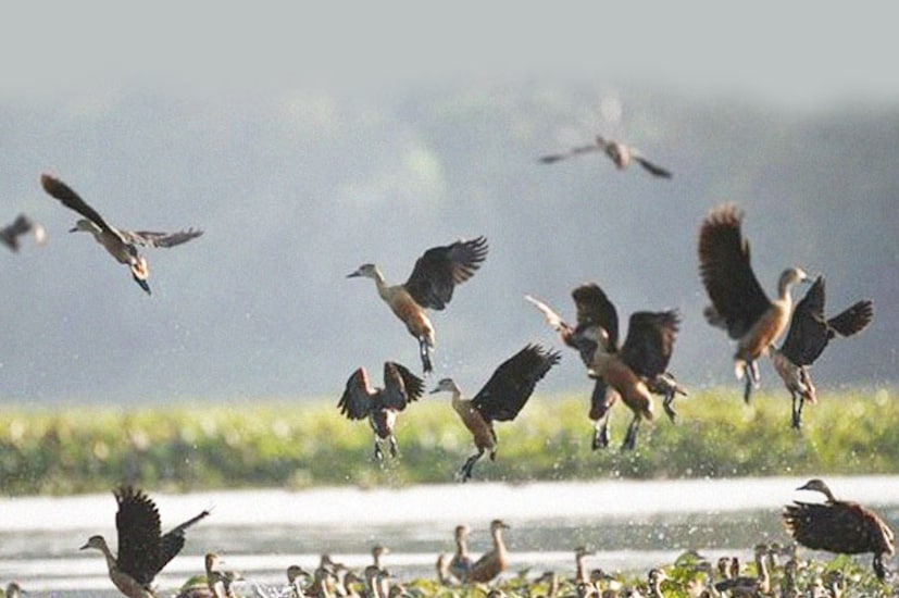 গাড়িতে কলকাতা থেকে প্রায় ১৩০ কিলোমিটার দূরত্ব, যা সড়কপথে ৩-৪ ঘণ্টায় পৌঁছে যাওয়া সম্ভব। কেন চুপির পাখিরালয় ভ্রমণ করবেন?বিরল পরিযায়ী পাখির দেখা মেলে, নৌকা বিহারের দারুণ সুযোগ থাকে,অসাধারণ ফটোগ্রাফির একটা জায়গা, নীরবতা ও প্রকৃতির এক মেলবন্ধন, এছাড়াও সাশ্রয়ী বাজেটে একদিনের ট্রিপের জন্য উপযুক্ত এই জায়গা।
