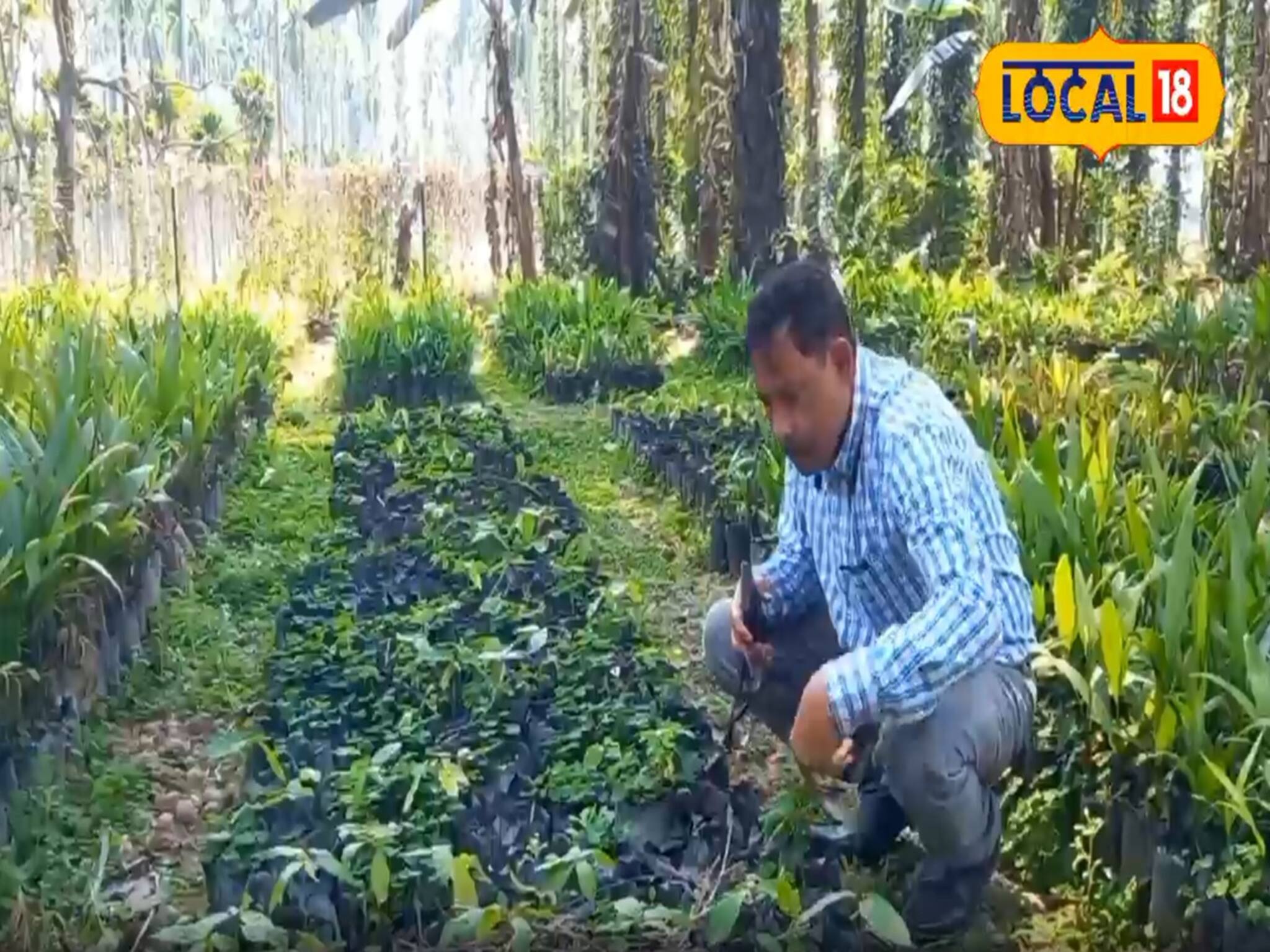 কোকো চাষে জলপাইগুড়ির বাজিমাত! বিখ্যাত সংস্থার উদ্যোগে ৩ হাজার চারা যাচ্ছে উত্তর-পূর্ব ভারত