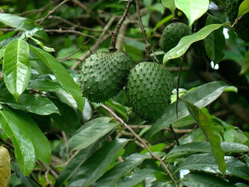 করোসল অ্যানোনা মিউরিকাটা গোত্রের একটি ফল যা অনেক ক্ষেত্রেই ক্যামোথেরাপির কাজ করে থাকে। ক্যানসার প্রতিষেধক হিসেবে এ ফলের পক্ষে বিশেষজ্ঞদের বহুবিদ মতামত পাওয়া যায়। অনেক দেশেই এ ফলটি ক্যানসার প্রতিরোধক ফল হিসেবে পরিচিত। 