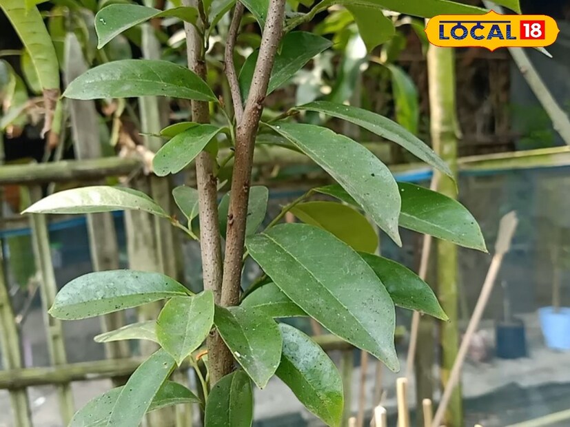 ক্যানসার প্রতিরোধক করোসল গাছ বাড়িতে রাখুন আজই। ক্যানসার চিকিৎসায় কেমোথেরাপি অন্যতম। এই চিকিৎসা চলাকালীন ক্যানসার রোগীদের কারো কারো শরীরের সব লোম উঠে যায়। শরীর দুর্বলও হয়ে যায়। কমে যায় রোগ প্রতিরোধ ক্ষমতা। দিতে হয় কেমোথেরাপি। তবে এই ক্যানসার প্রতিরোধে অন্যান্য ভূমিকা রাখতে পারে এক বিস্ময় গাছ যার নাম হলো করোসল।  