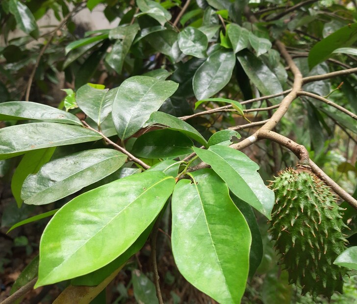 মরণব্যাধি রোগের প্রতিষেধক গাছ করোসল গাছের দেখা মিলল বসিরহাটের বসিরহাটের কল বাড়ি এলাকার ভেষজ উদ্ভিদবিদ অরবিন্দ মন্ডল বাড়িতেই রোপন করেছেন এই গাছ। বাজারে ভাল চাহিদা থাকায় এই গাছ চাষ করে মোটা মুনাফা করতে বাণিজ্যিকভাবেও চাষ করা যেতে পারে এই গাছের।  