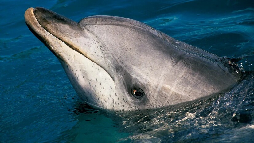 নন-প্রফিট প্রতিষ্ঠান Wild Dolphin Project (WDP)-এর তরফে আটলান্টিকের ডলফিনদের আচরণ নিয়ে সমীক্ষা চালানো হয়েছে। Dolphin Gemma মডেলের প্রশিক্ষণের জন্য ব্যবহৃত তথ্য প্রদান করেছে। Google-এর তরফে দাবি করা হয়েছে যে, Dolphin Gemma আসলে এর ওপেন Gemma সিরিজের মডেলের উপর ভিত্তি করে তৈরি। যা ফোনে চলার জন্য পর্যাপ্ত। এটি আসলে ডলফিনের মতো সাউন্ড প্যাটার্ন প্রোডিউস করতে পারে। 