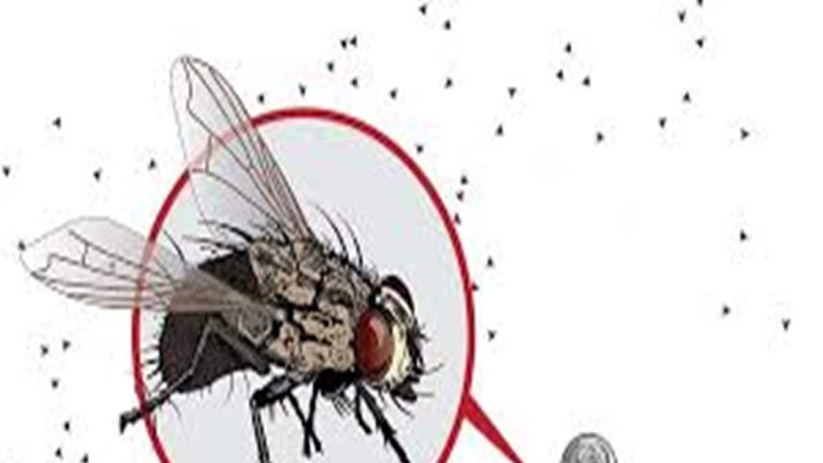 দার্জিলিং, কালিম্পংয়ে খোঁজ মিলল রক্তচোষা মাছির! অসাবধান হলেই হয়ে যেতে পারেন অন্ধ!