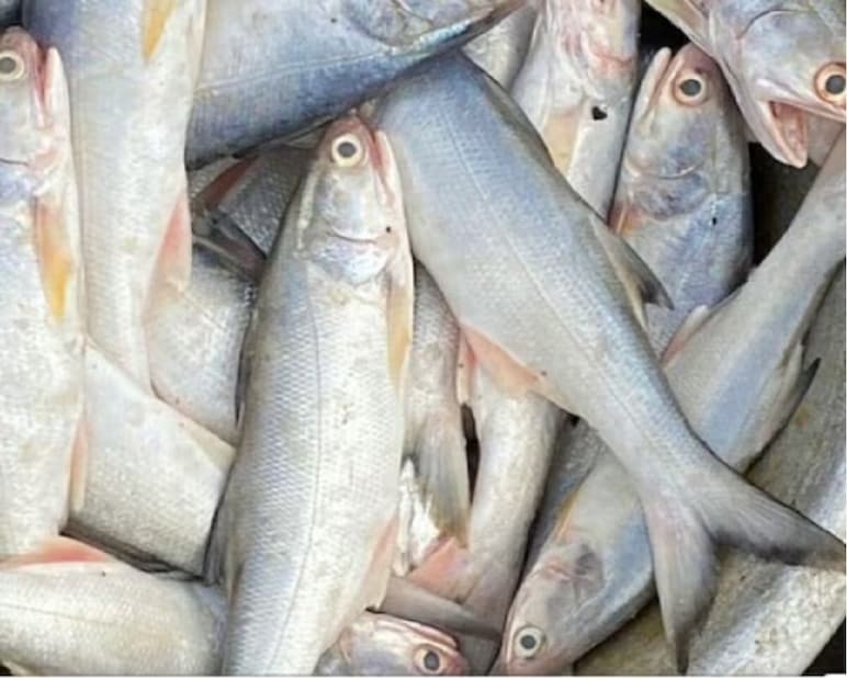 এর বৈজ্ঞানিক নাম ‘Clarias gariepinus’। কৃত্রিম শ্বাসযন্ত্রের সাহায্যে এই মাছ অনেকক্ষণ বেঁচে থাকতে পারে। এমনকি জল ছেড়ে ডাঙায় হেঁটেও বেড়াতে পারে। অনেকেই একে 'জায়ান্ট মাগুর' বলেন।