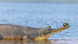 বর্তমানে ঘড়িয়ালটি মৎসজীবীদের হেফাজতেই রয়েছে। এ নদীতে আশেপাশের গ্রামের বাসিন্দারা নিয়মিত স্নান করেন বহু মানুষ এই নদীতে মাছ ধরে জীবিকা নির্বাহ করে। ঘড়িয়াল উদ্ধারের ঘটনায় সকলের মধ্যে আতঙ্ক ছড়িয়েছে। বর্তমানে ঘড়িয়ালটি মৎসজীবীদের হেফাজতেই রয়েছে। এ নদীতে আশেপাশের গ্রামের বাসিন্দারা নিয়মিত স্নান করেন বহু মানুষ এই নদীতে মাছ ধরে জীবিকা নির্বাহ করে। ঘড়িয়াল উদ্ধারের ঘটনায় সকলের মধ্যে আতঙ্ক ছড়িয়েছে।