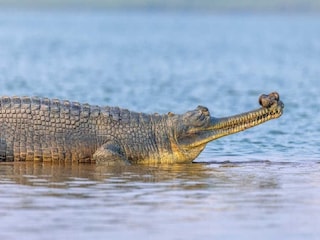 বর্তমানে ঘড়িয়ালটি মৎসজীবীদের হেফাজতেই রয়েছে। এ নদীতে আশেপাশের গ্রামের বাসিন্দারা নিয়মিত স্নান করেন বহু মানুষ এই নদীতে মাছ ধরে জীবিকা নির্বাহ করে। ঘড়িয়াল উদ্ধারের ঘটনায় সকলের মধ্যে আতঙ্ক ছড়িয়েছে।