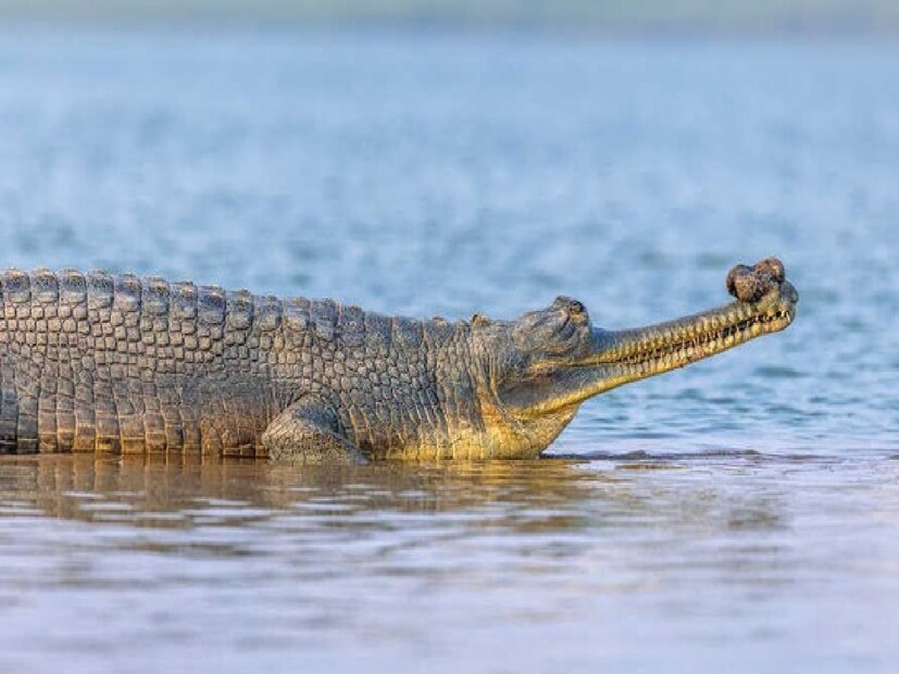 বর্তমানে ঘড়িয়ালটি মৎসজীবীদের হেফাজতেই রয়েছে। এ নদীতে আশেপাশের গ্রামের বাসিন্দারা নিয়মিত স্নান করেন বহু মানুষ এই নদীতে মাছ ধরে জীবিকা নির্বাহ করে। ঘড়িয়াল উদ্ধারের ঘটনায় সকলের মধ্যে আতঙ্ক ছড়িয়েছে।